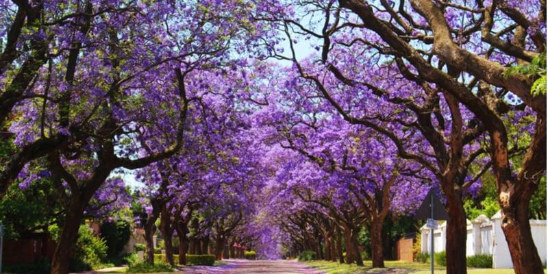 pretoria