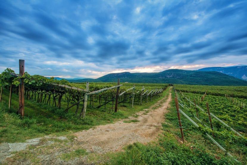 Route du vin Haut-Adige