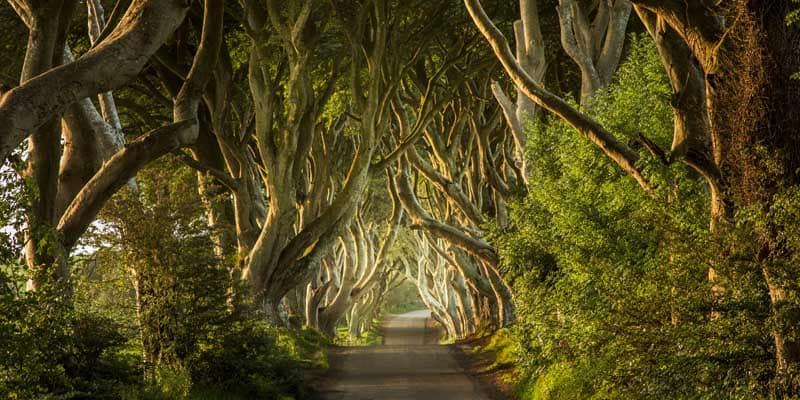 dark-hedges_1