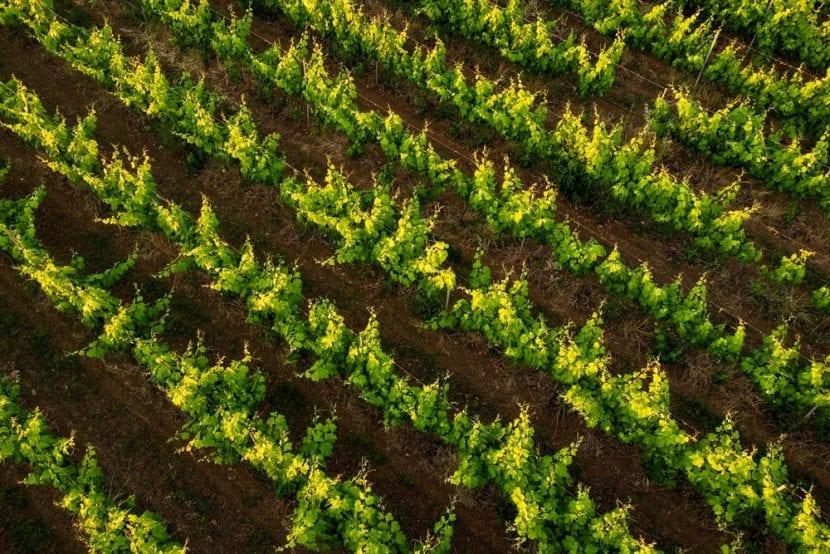 Vigneti del Salento
