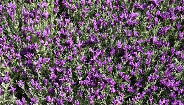 campi-lavanda-venzone