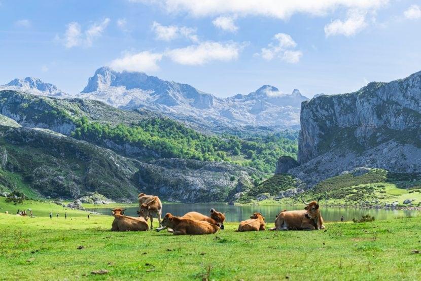 Picos de Europa