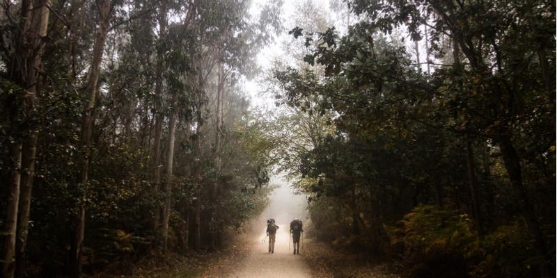cammino-foresta