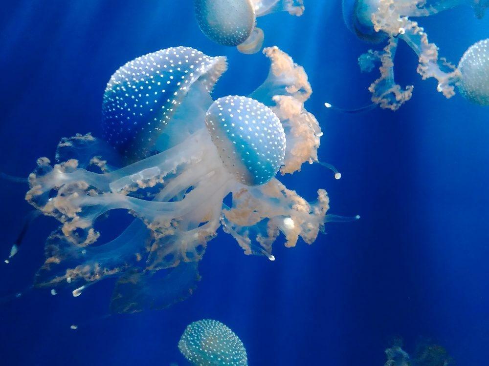 aquarium de Gênes
