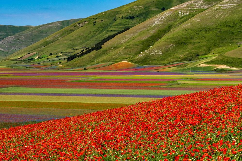 Fleuraison Castelluccio di Norcia