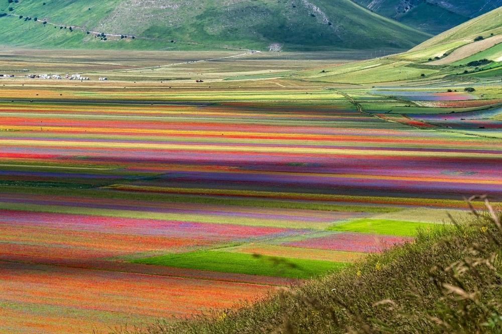Fleuraison Castelluccio di Norcia 2024