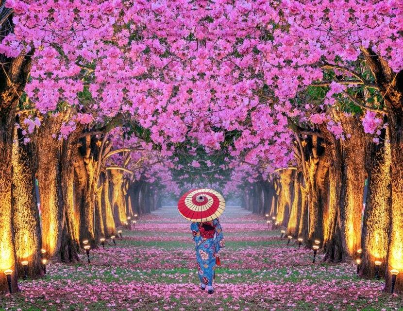 Fioritura dei Ciliegi 2024