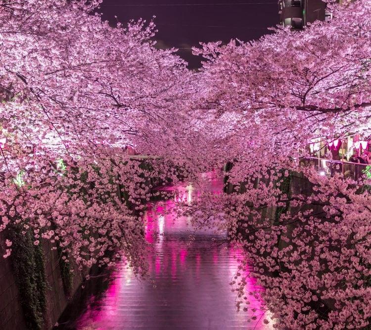 Tokyo Fioritura