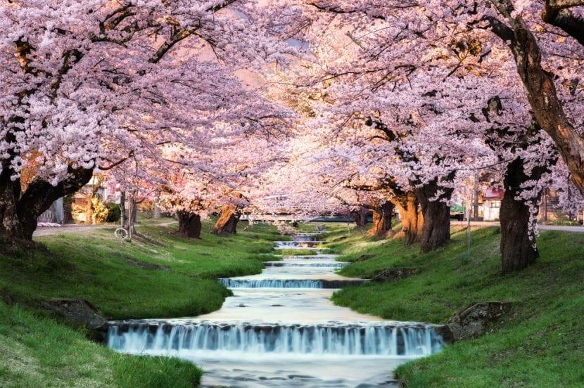 Giappone Hanami