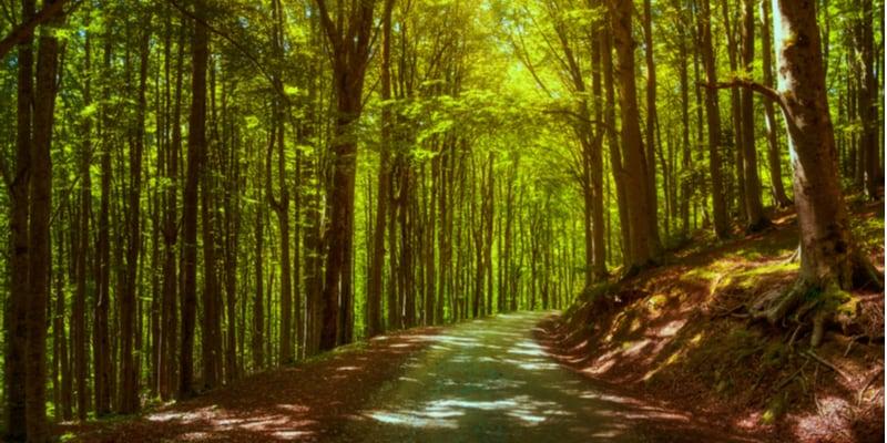 forestes-sacrées-parcours