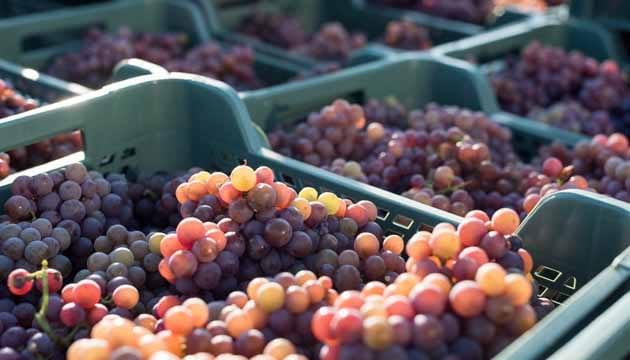 vendemmia-foto