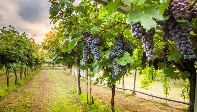 vendemmia