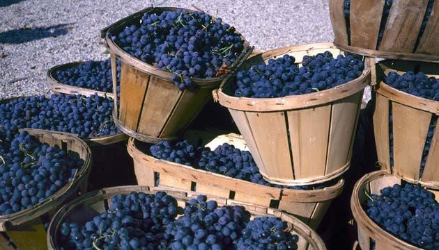 uva-vendemmia