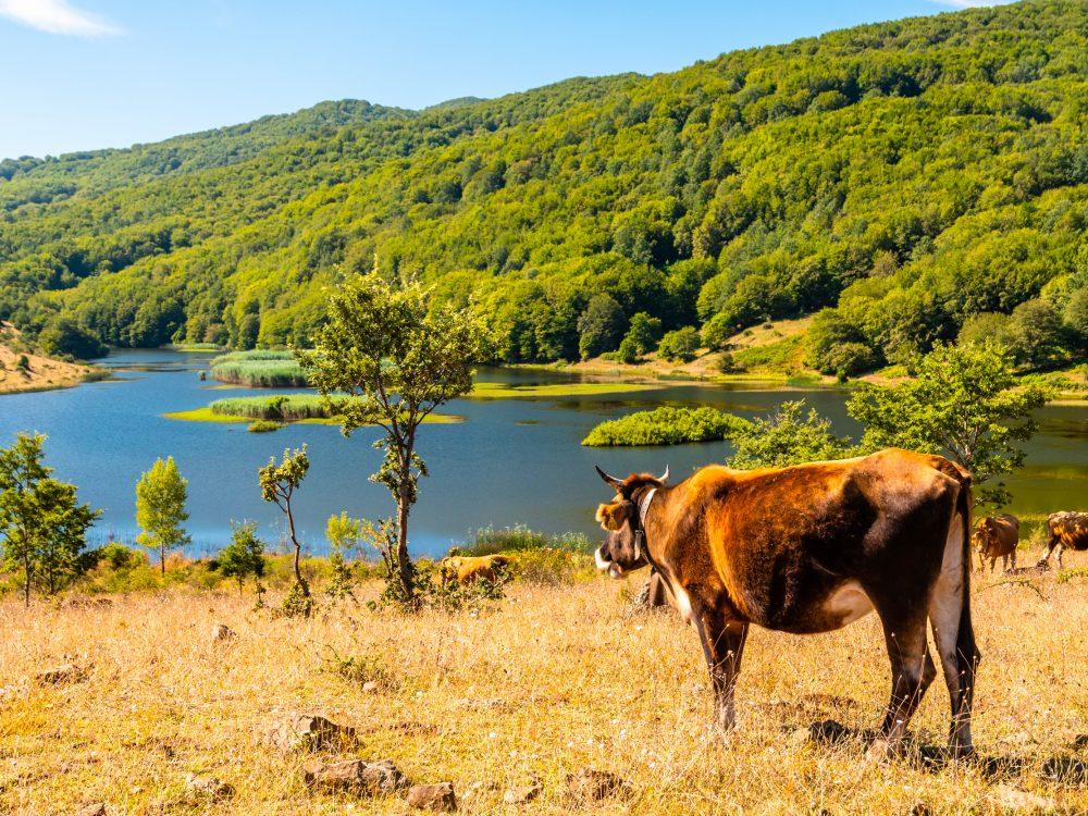 lago biviere