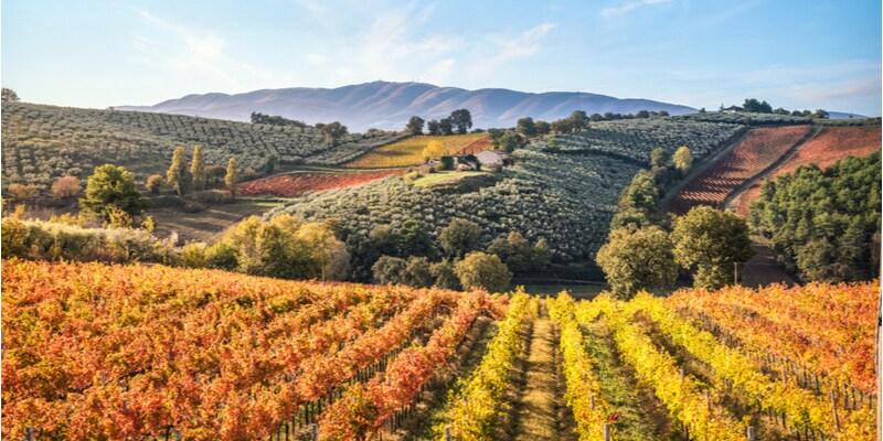 vigneti-di-montefalco