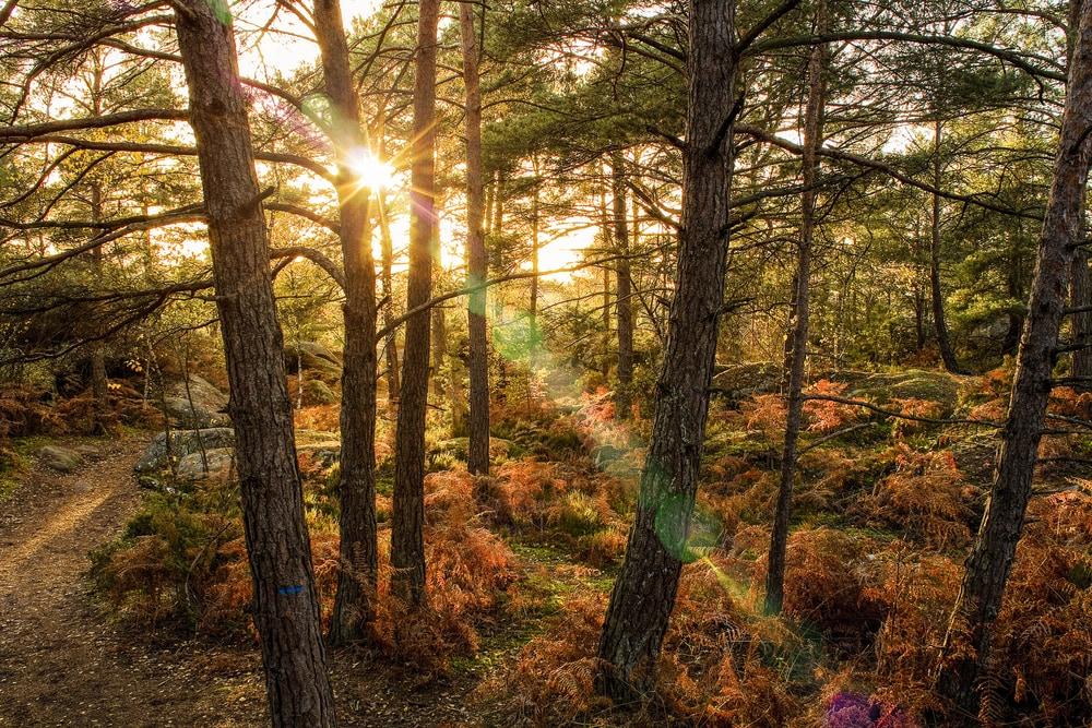 Forêt de Fontainebleau