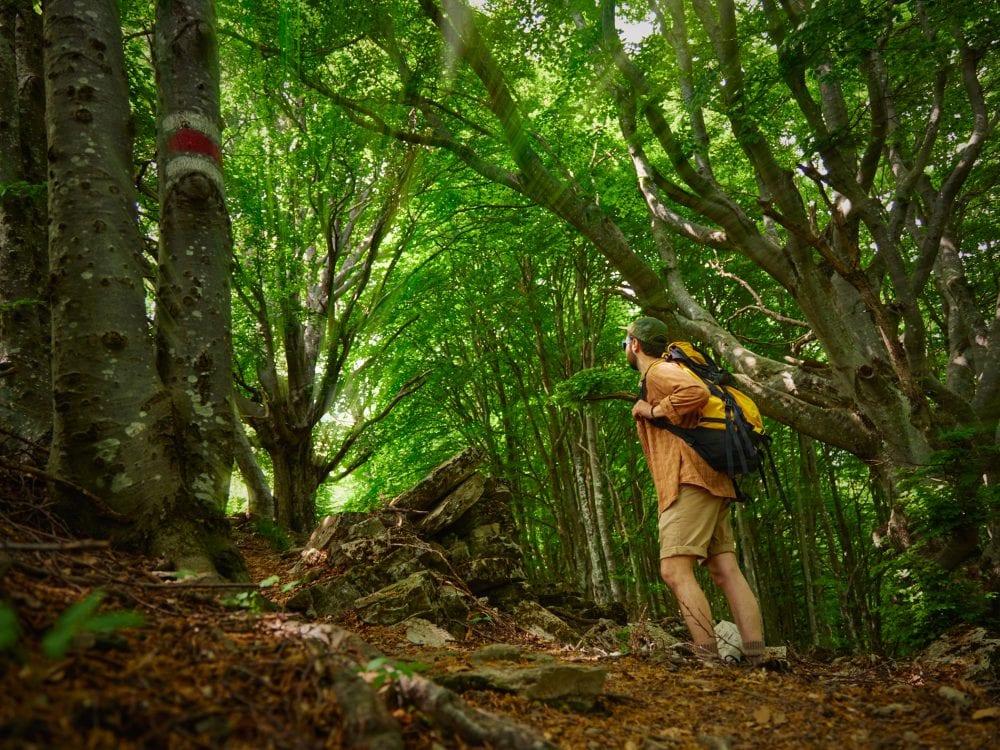 Un chemin à travers les forêts du Mont Generoso
