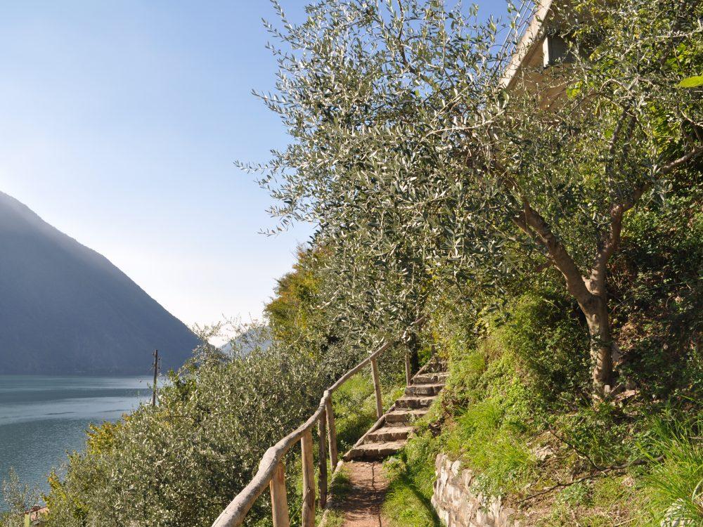 Le Sentier de l'olivier entre Gandria et Castagnola