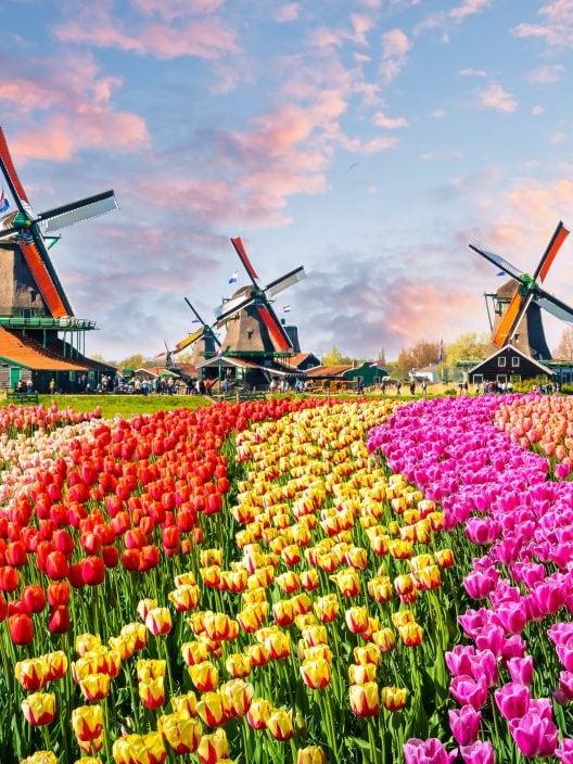 Cómo llegar a los molinos de Zaanse Schans desde Ámsterdam