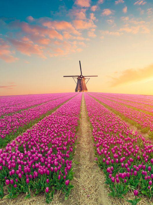 Floración de los Tulipanes en Holanda, dónde y cuándo admirarla