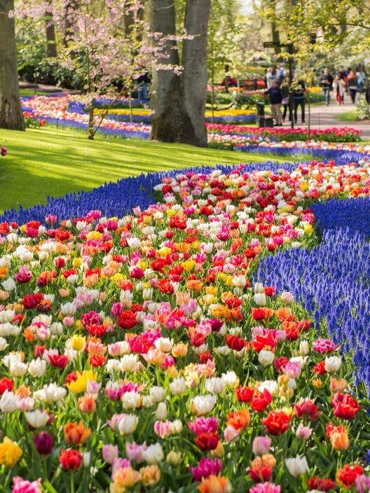 La floración de los tulipanes en el parque Keukenhof