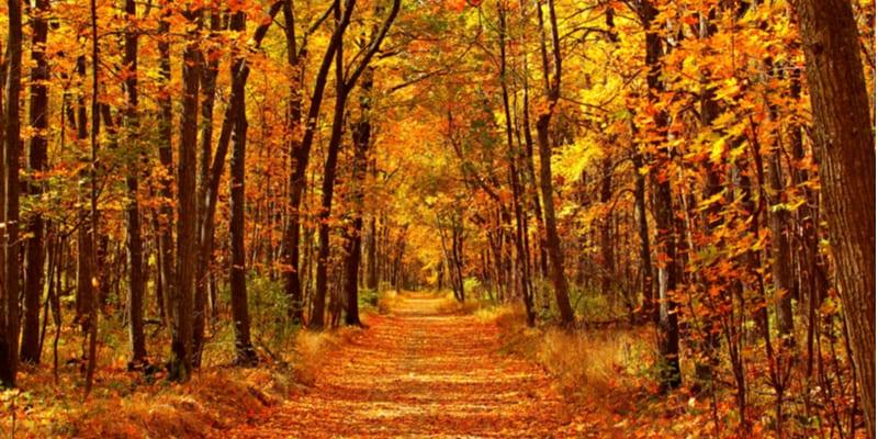 foresta_4