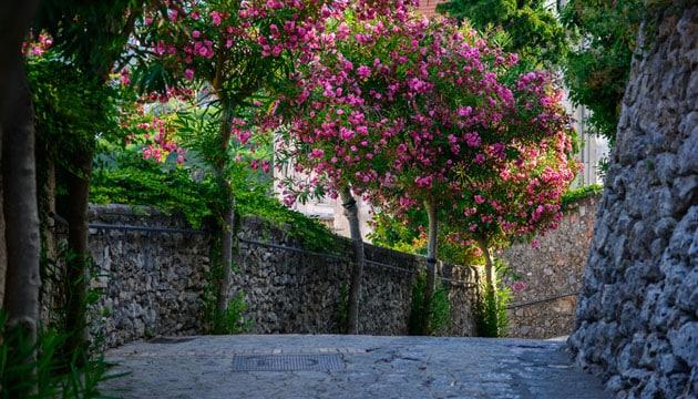ravello-sentiero-limoni