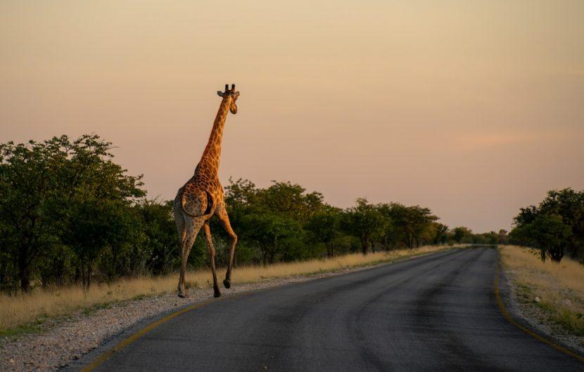 Parc national d'Etosha