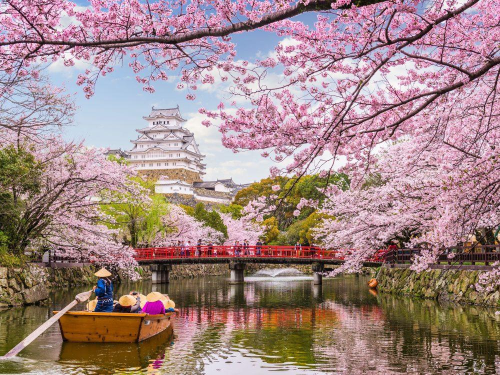 Floraison des cerisiers au Japon