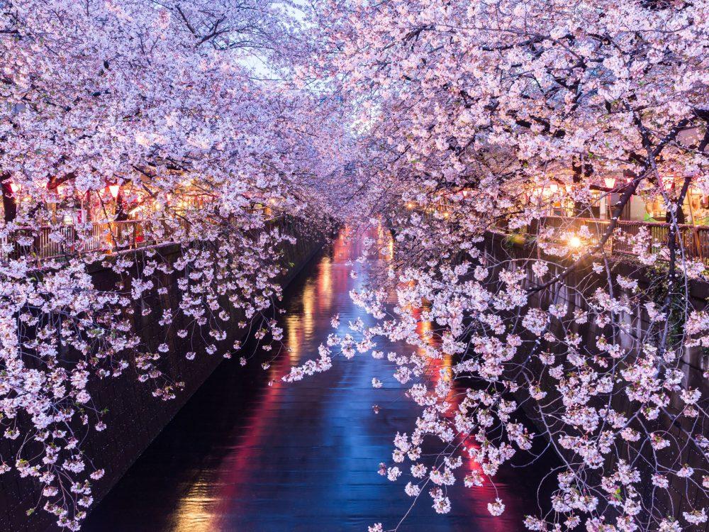 Floraison des cerisiers au Japon
