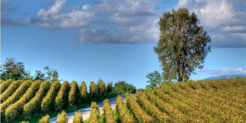 franciacorta_1