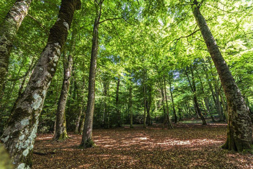 Forêt Ombra