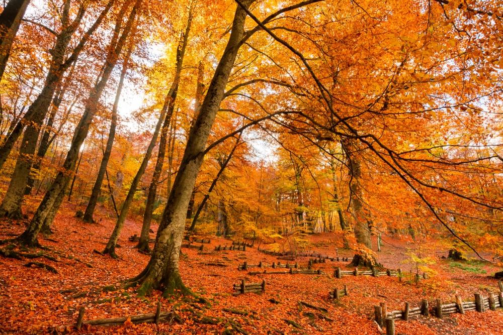 Foliage Lazio