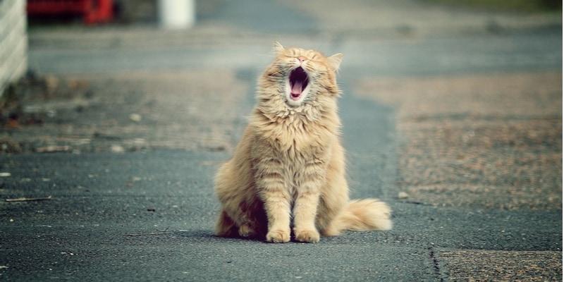 gatto_5