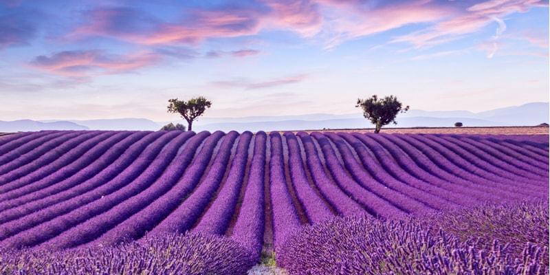 Campi di lavanda