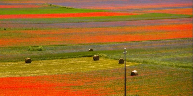 floraison-castelluccio-photo