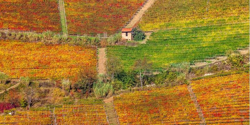 paesaggi-langhe