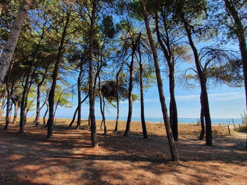 Plage de Pineto