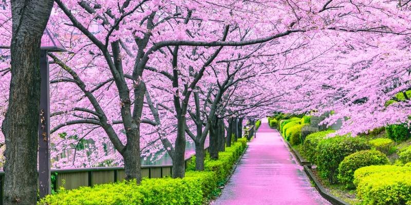 Japon