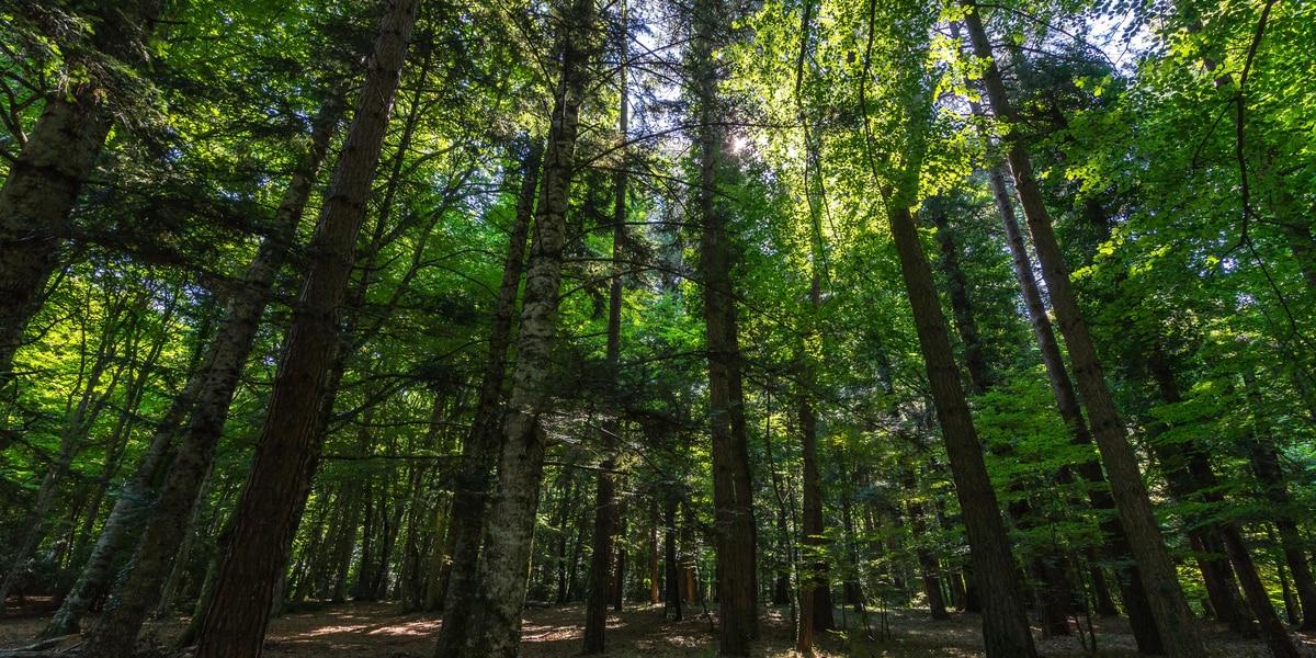 foresta-umbra-visite