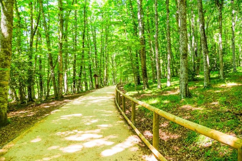 Foresta Umbra