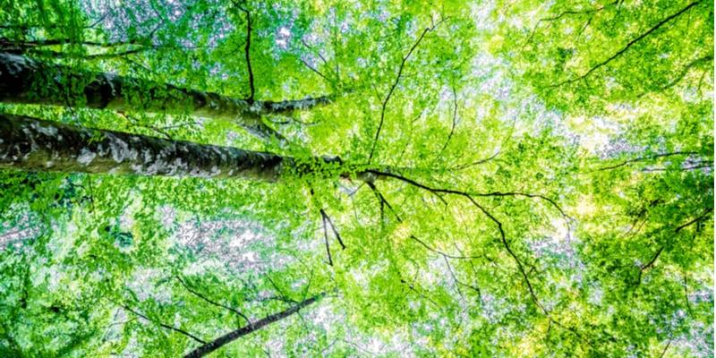 foresta-umbra-imagenes